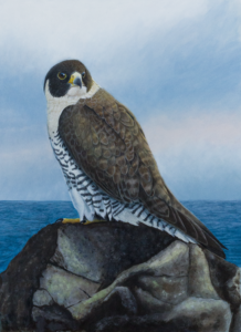 painting of peregrine on the rocky shoreline